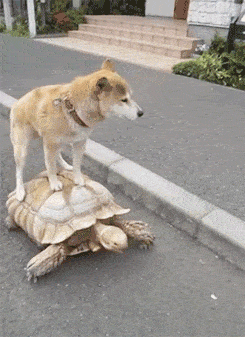 Loading GIF